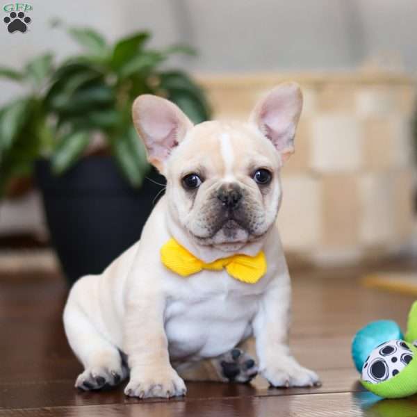 Toby, French Bulldog Puppy